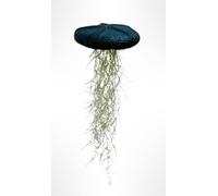 Trendyairplants - Méduse Végétale Géante Noire avec Oursin XXL et Mousse Espagnole - Tillandsia Suspendu - Décoration Naturelle Moderne et Élégante