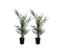 Trendyplants - 2x Phoenix Canariensis - Palmiers dattiers - Rustique - Plante de jardin - Hauteur 70-90 cm - Taille du pot Ø15cm Vert