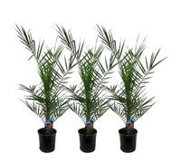 Trendyplants - 3x Phoenix Canariensis - Palmiers dattiers - Rustique - Plante de jardin - Hauteur 70-90 cm - Taille du pot Ø15cm