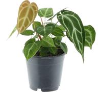 Trendyplants - Anthurium Chrystallinum - Plante d'intérieur - hauteur 25-45 cm - taille de pot Ø12cm