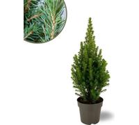 Trendyplants - Arbre de Noël - Picea glauca Perfecta - Résistant au froid - hauteur 30-50 cm - taille de pot Ø15 cm