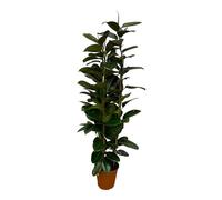 Trendyplants - Arbustes Ficus Elastica Robusta - Arbre en caoutchouc - Hauteur 160-180 cm - Taille du pot Ø27cm