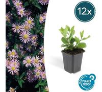 Trendyplants - Aster ageratoides 'Asran' - 12 pièces - Aster d'automne - rustique - hauteur 20-30 cm - taille de pot Ø9cm