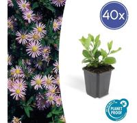 Trendyplants - Aster ageratoides 'Asran' - 40 pièces - Aster d'automne - rustique - hauteur 20-30 cm - taille de pot Ø9cm