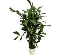 Trendyplants - Caryota Mitis - Palmier à queue de poisson - plante d'intérieur - hauteur 110-130 cm - taille du pot Ø19cm