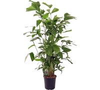 Trendyplants - Caryota Mitis - Palmier à queue de poisson - plante d'intérieur - hauteur 130-150 cm - taille du pot Ø24cm