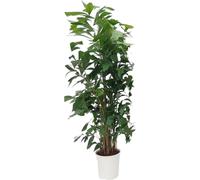 Trendyplants - Caryota Mitis - Palmier à queue de poisson - plante d'intérieur - hauteur 160-180 cm - taille de pot Ø24cm