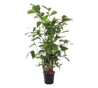 Trendyplants - Caryota Mitis - Palmier en queue de poisson - Plante d'intérieur - Hauteur 130-150 cm - Taille du pot Ø24cm