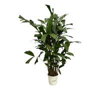 Trendyplants - Caryota Mitis - Palmier queue de poisson - Plante d'intérieur - Hauteur 110-130 cm - Pot de taille Ø19cm
