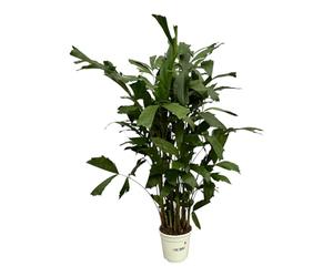 Trendyplants - Caryota Mitis - Palmier queue de poisson - Plante d'intérieur - Hauteur 110-130 cm - Pot de taille Ø19cm