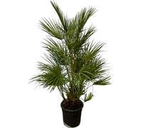 Trendyplants - Chamaerops Humilis Arbuste - Hauteur 120-140 cm - Palmier nain européen - Résistant au froid - Plante de jardin - Taille de pot Ø24cm
