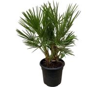 Trendyplants - Chamaerops Humilis Arbuste - Hauteur 90-110 cm - Palmier nain européen - Résistant au froid - Plante de jardin - Taille de pot Ø24cm