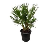 Trendyplants - Chamaerops Humilis Arbuste - Hauteur 90-110 cm - Palmier nain européen - Rustique - Plante de jardin - Taille du pot Ø21cm