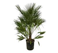Trendyplants - Chamaerops Humilis - Hauteur 150-170 cm - Palmier nain européen - Rustique - Plante de jardin - Taille du pot Ø28cm