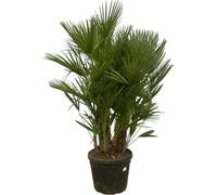 Trendyplants - Chamaerops Humilis multi-troncs - Palmier nain - Plante de jardin - Hauteur 170-190 cm - Taille de pot Ø45cm