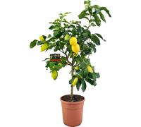 Trendyplants - Citronnier - Plante de jardin - Hauteur 140-160 cm - Taille de pot Ø24cm - Citrus Lemon