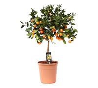 Trendyplants - Citrus Calamondin - Oranger - Plante de jardin - Hauteur 70-90 cm - Taille du pot Ø22cm