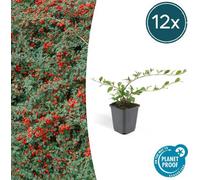 Trendyplants - Cotoneaster dammeri 'Major' - 12 pièces - Néflier nain - rustique - hauteur 20-30 cm - taille de pot Ø9cm