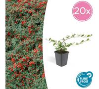 Trendyplants - Cotoneaster dammeri 'Major' - 20 pièces - Néflier nain - rustique - hauteur 20-30 cm - taille de pot Ø9cm