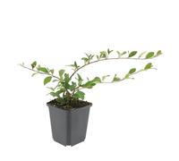 Trendyplants - Cotoneaster dammeri 'Major' - 40 pièces - Nèfle naine - Rustique - Hauteur 20-30 cm - Taille du pot Ø9cm