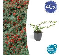 Trendyplants - Cotoneaster dammeri 'Major' - 40 pièces - Néflier nain - rustique - hauteur 20-30 cm - taille de pot Ø9cm