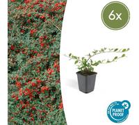 Trendyplants - Cotoneaster dammeri 'Major' - 6 pièces - Néflier nain - rustique - hauteur 20-30 cm - taille de pot Ø9cm