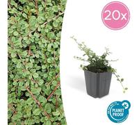 Trendyplants - Cotoneaster procumbens 'Queen of Carpets' - 20 pièces - Nénuphar nain - rustique - hauteur 20-30 cm - taille de pot Ø9cm