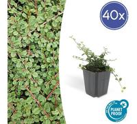 Trendyplants - Cotoneaster procumbens 'Queen of Carpets' - 40 pièces - Nénuphar nain - rustique - hauteur 20-30 cm - taille de pot Ø9cm