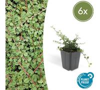 Trendyplants - Cotoneaster procumbens 'Queen of Carpets' - 6 pièces - Nénuphar nain - rustique - hauteur 20-30 cm - taille de pot Ø9cm