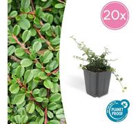 Trendyplants - Cotoneaster procumbens 'Streib's Findling' - 20 pièces - Néflier nain - rustique - hauteur 20-30 cm - taille de pot Ø9cm