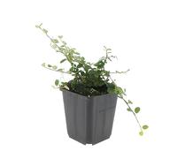 Trendyplants - Cotoneaster procumbens 'Streib's Findling' - 40 pièces - Nèfle naine - Rustique - Hauteur 20-30 cm - Taille du pot Ø9cm