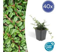 Trendyplants - Cotoneaster procumbens 'Streib's Findling' - 40 pièces - Néflier nain - rustique - hauteur 20-30 cm - taille de pot Ø9cm
