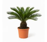 Trendyplants - Cycas Revoluta - Palmier sagou japonais - Plante de jardin - Hauteur 60-80 cm - Taille du pot Ø24cm