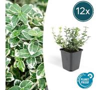 Trendyplants - Euonymus 'Emerald 'n Gaiety' - Fusain japonais - 12 pièces - rustique - hauteur 10-20cm - taille de pot Ø9cm