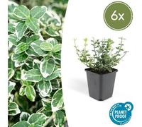 Trendyplants - Euonymus 'Emerald 'n Gaiety' - Fusain japonais - 6 pièces - rusticité - hauteur 10-20cm - taille de pot Ø9cm