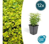 Trendyplants - Euonymus 'Emerald 'n Gold' - 12 pièces - Fusain japonais - rustique - hauteur 10-25cm - taille de pot Ø9cm
