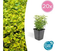 Trendyplants - Euonymus 'Emerald 'n Gold' - 20 plantes - Fusain japonais - rustique - hauteur 10-25cm - taille de pot Ø9cm
