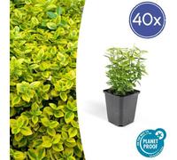 Trendyplants - Euonymus 'Emerald 'n Gold' - 40 plantes - Fusain japonais - rustique - hauteur 10-25cm - taille de pot Ø9cm