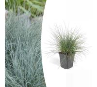 Trendyplants - Festuca glauca 'Elijah Blue' - 6 pièces - Fétuque bleue - Résistante au froid - Hauteur 10-30 cm - Taille du pot Ø9cm