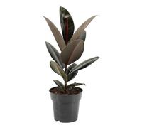 Trendyplants - Ficus Elastica Abidjan - Caoutchouc - Plante d'intérieur - Hauteur 45-65 cm - Taille du pot Ø17cm