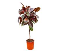 Trendyplants - Ficus Elastica Belize sur tige - Caoutchouc - Plante d'intérieur - Hauteur 120-140 cm - Taille du pot Ø24cm