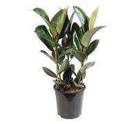 Trendyplants - Ficus Elastica Robusta Arbuste - Caoutchouc - Plante d'intérieur - Hauteur 75-95 cm - Taille du pot Ø27cm