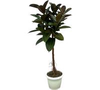 Trendyplants - Ficus Elastica Robusta tige - arbre à caoutchouc - hauteur 130-150 cm - taille de pot Ø32cm