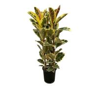 Trendyplants - Ficus Elastica Tineke - Arbre à caoutchouc - Hauteur 150-170 cm - Taille du pot Ø28cm