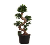 Trendyplants - Ficus Microcarpa Ginseng - Bonsaï - Plante d'intérieur - Hauteur 70-90 cm - Taille du pot Ø23cm