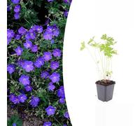 Trendyplants - Geranium 'Johnson’s Blue' - 6 pièces - Géranium vivace - Résistant au froid - Hauteur 10-30 cm - Taille du pot Ø9cm