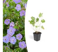 Trendyplants - Geranium Rozanne - 12 pièces - Bec de cigogne - Hauteur 20-30cm - Pot Ø9cm