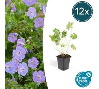 Trendyplants - Geranium Rozanne - 12 pièces - Bec de cigogne - hauteur 20-30cm - taille de pot Ø9cm