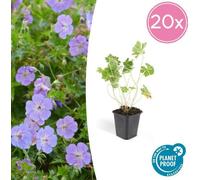 Trendyplants - Geranium Rozanne - 20 pièces - Bec de cigogne - hauteur 20-30cm - taille de pot Ø9cm