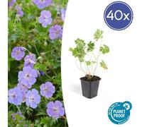 Trendyplants - Geranium Rozanne - 40 pièces - Bec de cigogne - hauteur 20-30cm - taille de pot Ø9cm